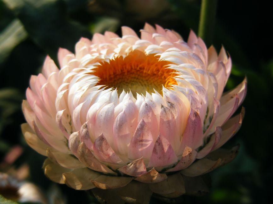Close-up of a large, fresh protea flower with pale pink, cream, and blush-toned petals arranged in a rounded, layered formation. The petals have a slightly waxy texture, with some showing subtle brown