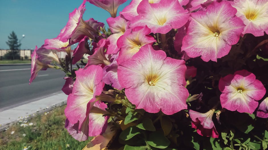 Close-up of a vibrant cluster of pink and cream petunias with ruffled petals and yellow centers, arranged in a floral bouquet wrapped in clear plastic, positioned outdoors on a sunny day near a roadsi