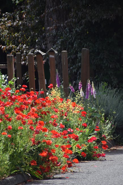 A vibrant roadside floral display featuring a mix of red poppies and purple foxgloves, planted along a wooden fence on a sunny day. The flowers are lush and healthy, with petals displaying rich red an