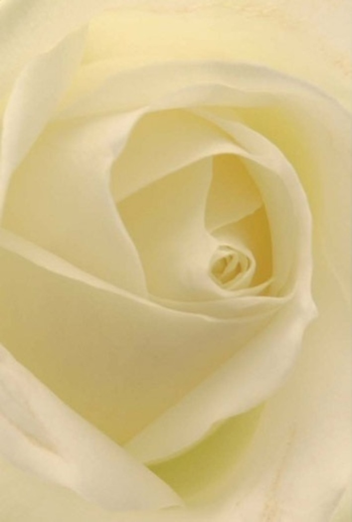 As though admired from the heart of Merton's vibrant community, this classic white rose shines with layers of tranquility and refinement. The painterly blend of white and cream across each lush petal echoes the filtered daylight that bathes the flower, reminiscent of the soft light in gardens bordering Cannon Hill Common. Each petal is velvety to the eye, the texture both matte and creamy, inviting the imagination to linger on the composition's tactile allure. Narrow shadows weave through the spiraled core, infusing the arrangement with subtle dimension and complexity. For a florist steeped in Merton tradition, this bloom serves multifaceted roles-an ideal token for romance along the River Wandle, or as a gentle apology or sophisticated centrepiece at a local celebration. Its near-flawless structure and neat presentation suggest purity and inner resilience, while its fragrance remains ever so delicate and comforting. Every nuance-colour, scent, arrangement-reflects the artisan's skill, ensuring that the bouquet communicates heartfelt emotion and grace with authenticity rooted in Merton's sense of community and care. With each glance, you're transported to a quiet haven, an enduring memory crafted by Florist Merton for every significant moment.
